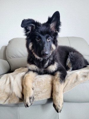 Loki