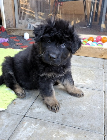 Hubert