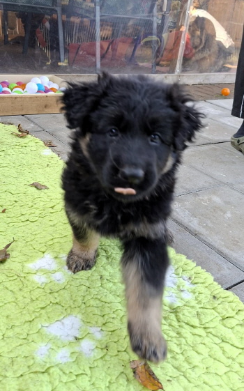 Otis