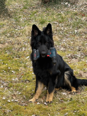 Sirius