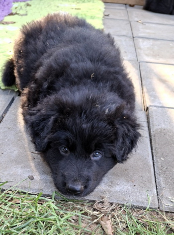 Taro